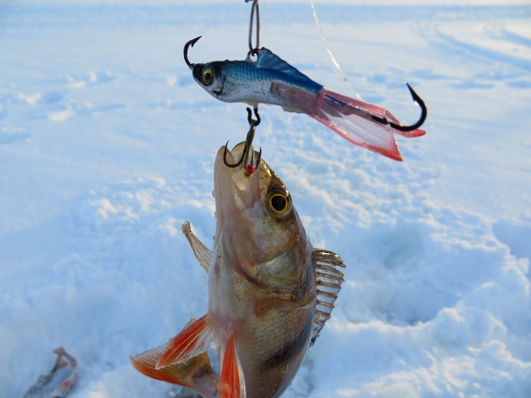 Ловлю щуку зимой на балансир. Балансир Аква рыбалка на окуня. Зимняя ловля окуня на балансир. Ловля окуня на балансир зима. Рыбалка на балансир зимой на окуня.