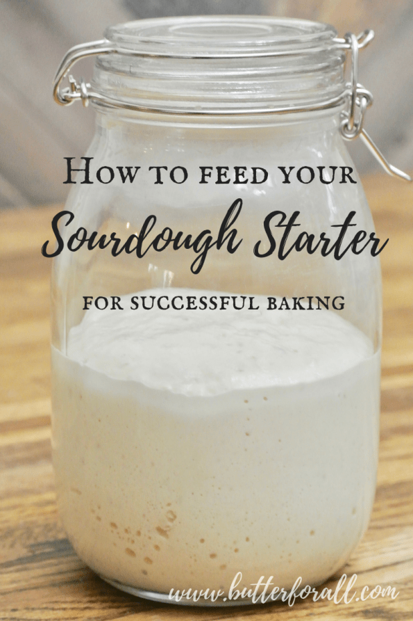 The key to really great sourdough bread and other baked goods is a lively and active sourdough starter. Learn how to properly feed your starter for the most successful bread baking. #fermented #naturallyleavened #masamadre #motherdough #sourdough #leaven #slowfood #realfood #nourishingtraditions #wisetraditions
