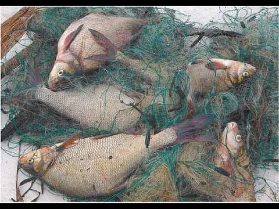 Улов рыбы сетью. Ловля сетями. Сетка для рыбы. Рыба в сети. Сеть для ловли рыбы.