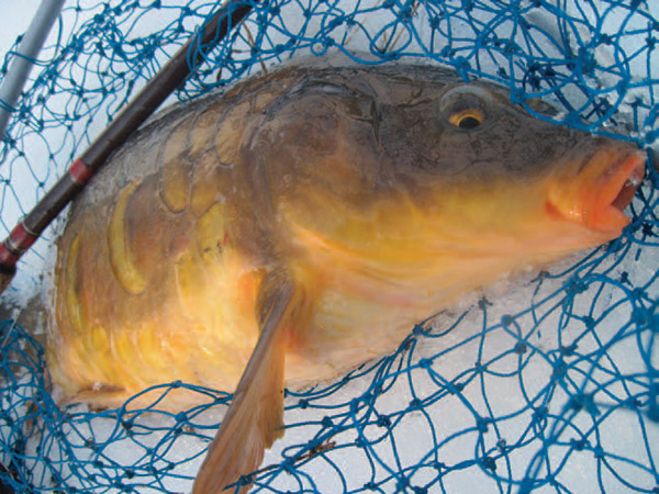 A large mirror carp just prior to release. A long-handled net is almost a must when trying to land a large carp along a snowy bank in winter.