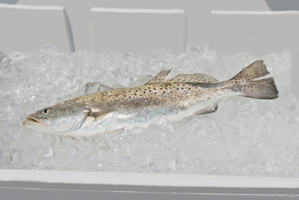 spotted seatrout