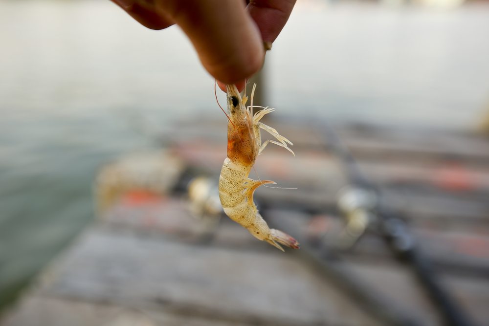 how to hook a shrimp