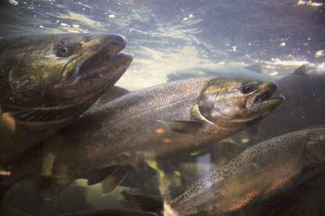 Chinook salmon at a hatchery along Oregon